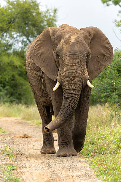 istock Elephant bull in the Kruger National Park 2234115940