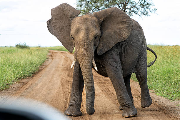 istock Elephant bull in the Kruger National Park 2234116165