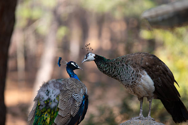 istock Peacocks standing on the ground in the Plaka forest 2234117156