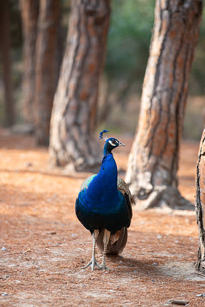 Peacocks standing on the ground in the Plaka forest on the Greek island of Kos