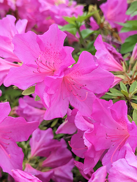 istock Vibrant Pink Azalea Blossoms in Full Bloom 2234117513