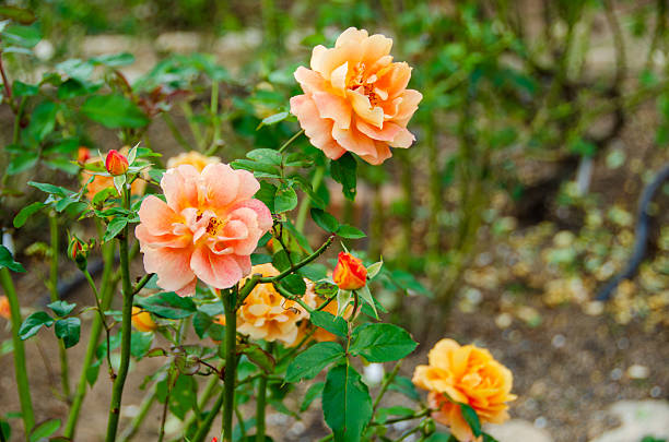 istock Orange-Pink Roses in a Garden 2234118064