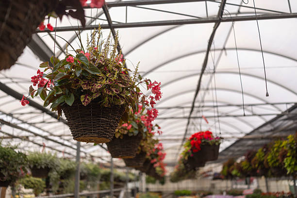 istock Colorful Hanging Baskets in Greenhouse 2234118506