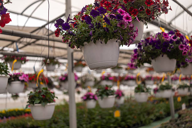 Hanging pots filled with purple, red, and pink flowers in a greenhouse create a vibrant, natural atmosphere with lush greenery and colorful blooms.