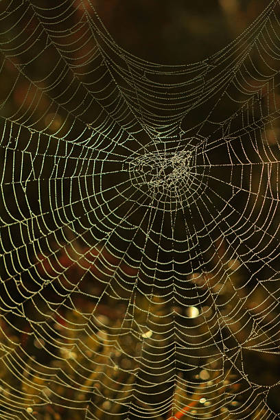 Autumn moody meadow. Sunlight reflect in spider web. Cobweb covered with morning dew. Warm autumn colors. Green background. A detailed close-up of a spiderweb slightly adorned with morning dew, set against a blurred natural background, evoking calmness, fragility, and appreciation for intricate patterns. Ideal for nature and tranquility themes.