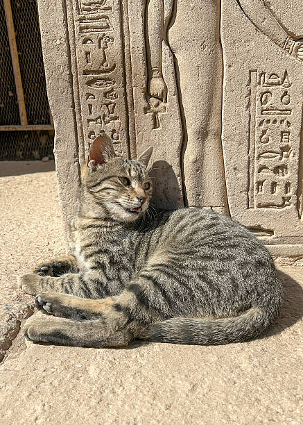 Dendera, Egypt - Feb 10, 2025: A striped tabby cat lying beside ancient stone carvings and hieroglyphs at the Dendera Temple complex in Egypt.