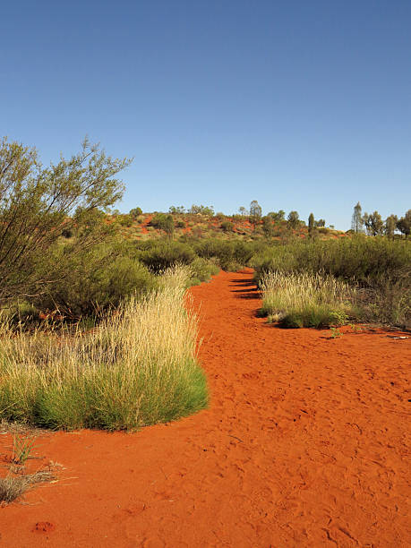 istock Australian outback, Scenic Red Desert Path Leading Through Green Bushland Under a Clear Blue Sky. 2234120281