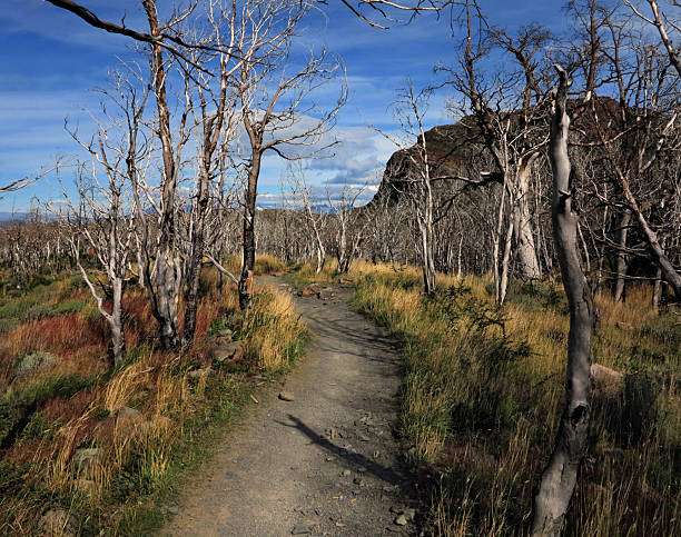Forest after fire. Dry tree trunks on a field of orange grass. Patagonia, Chile. Autumn woods. Sunny day in the old forest. No people. Deserted road with a row of white leafless trees in the forest. A picturesque trail runs through a forest filled with bare trees, under a blue sky. The natural colors and serenity create a tranquil and atmospheric scene perfect for nature lovers.