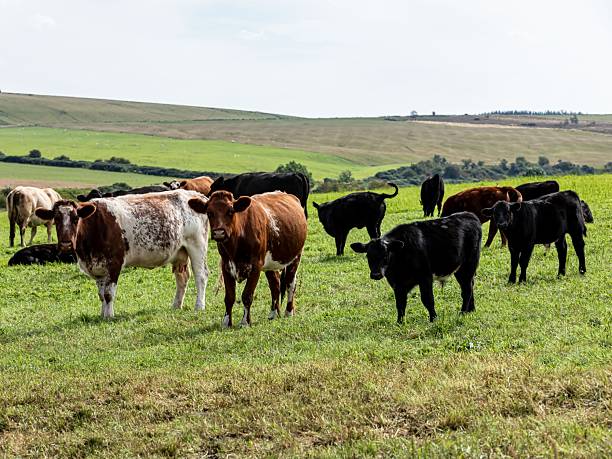 istock Spotted Shorthorn Cattle & Aberdeen Angus Cattle Looking At Camera. 2234121083
