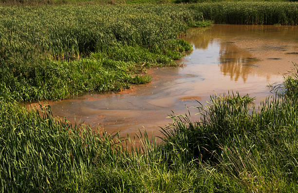 istock Contaminated Waters Amid Wild Wetland Growth – A Fragile Ecosystem in Peril. 2234121189