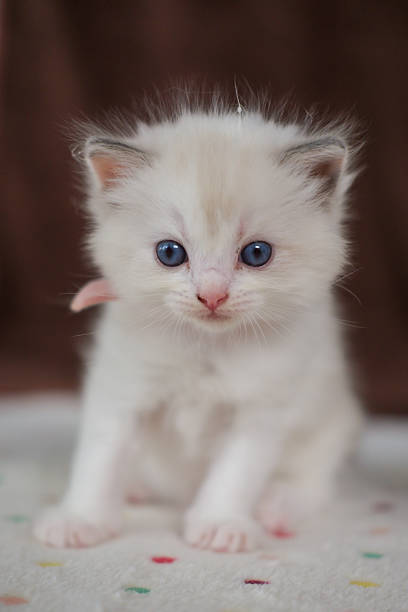 istock 1 month old ragdoll kitten looking at the camera, domestic cat 2234121221