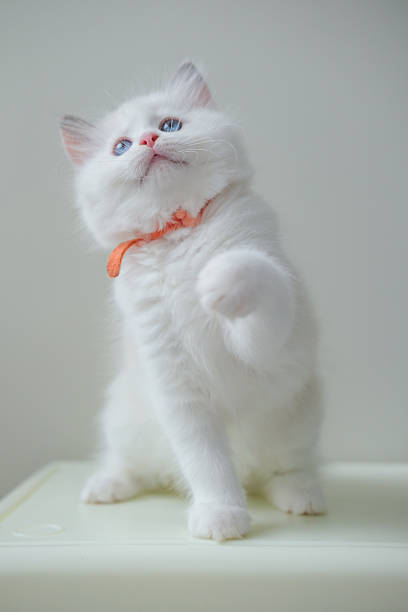 istock 2 months old ragdoll kitten looking up, playing with the owner. domestic cat 2234121420