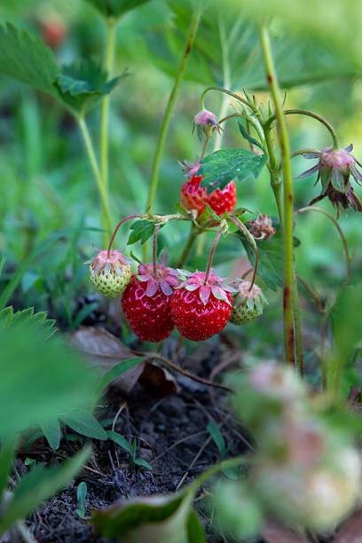 istock Strawberries growing on a plant in a garden 2234122116