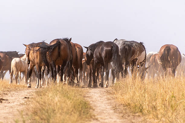 Landscape shot depicting the impressive steppes of southern Kazakhstan, with horses roaming around freely. Near, the Jirsu, Turkistan area, close to Aksu canyon National Park.