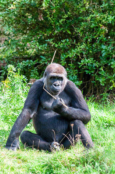 istock Monkies in the Apenhaul 2234124848
