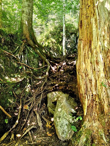 istock in forest - wonderful nature 2234124990