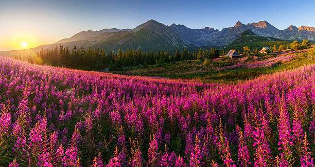 istock Purple Wildflowers and Mountain Range at Sunset 2234125560