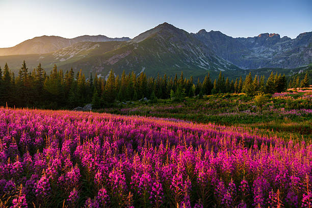 istock Mountain Landscape with Pink Wildflowers 2234125570