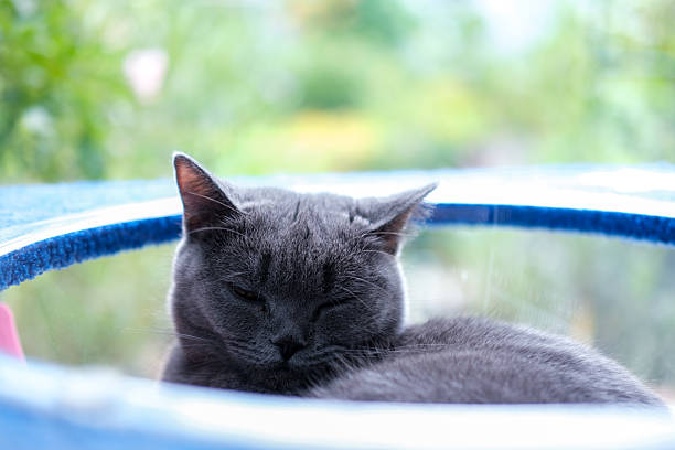 British Blue, British Shorthair cat sleeping in clear bowl on cat tree