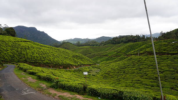 istock Munnar Tea Gardens in Kerala During Monsoon 2234126365