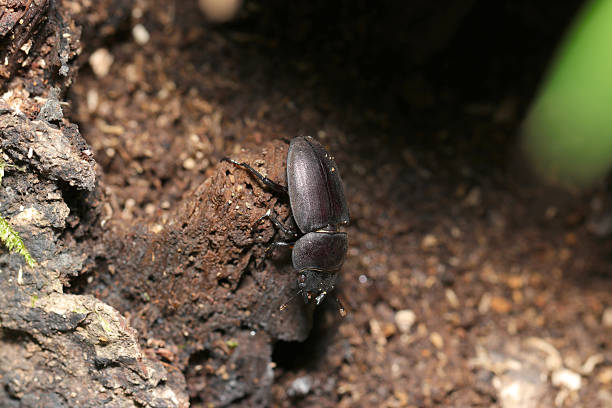 istock Japanese female stag beetle (Kokuwagata, Dorcus rectus) scurries about building a nest between large tree stumps (Insect entomology nature field macro photograph) 2234126604