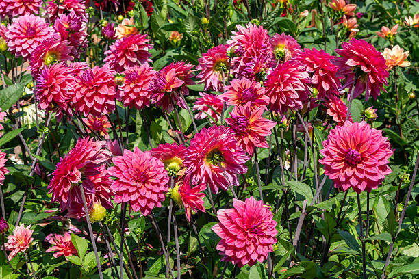 istock Dahlia 'American Dawn' 2234128425