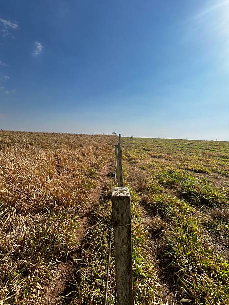 istock Intensive and extensive comparative system production of cattle bovine animals on grass pasture 2234128722
