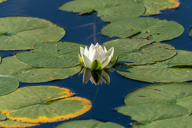 istock A single white water lily floats peacefully on a pond, surrounded by round green lily pads. 2234128772