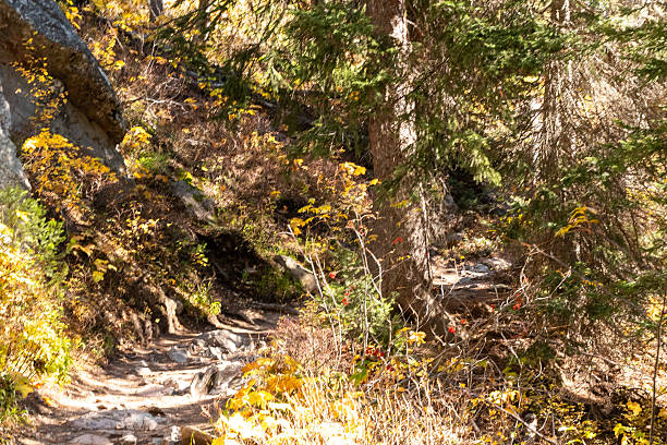 istock A horseback riding or hiking trail 2234129271