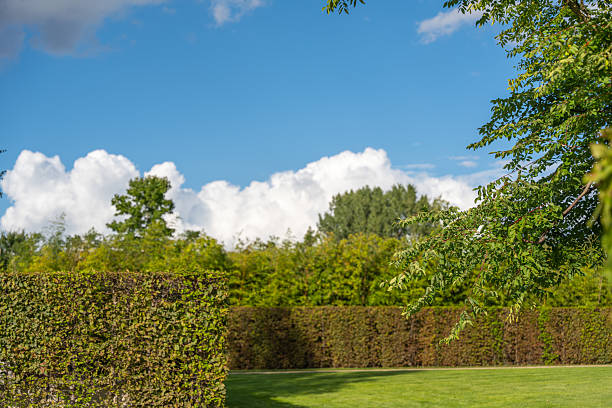 A tree standing in a green lawn  during a sunny day