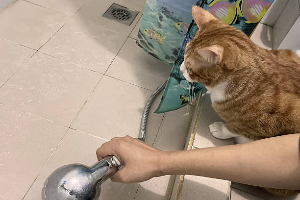 To shower a tabby orange cat in a bathroom