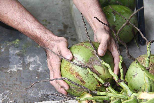 istock Harvesting Fresh Coconuts for Tropical Enjoyment 2234130529