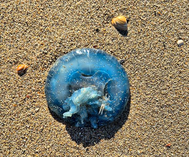 Blue jellyfish on sandy beach in the sunshine