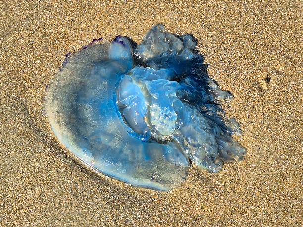 istock Blue jellyfish on sandy beach in the sunshine 2234131794