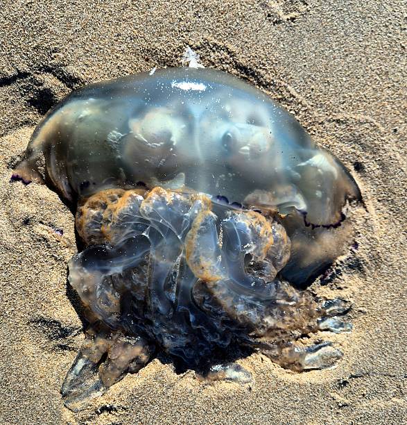 Blue jellyfish on sandy beach in the sunshine - recent uptick in sighting in Netherlands and Belgium