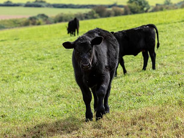 istock Young Calves Gather In Sunlight Field. 2234132978