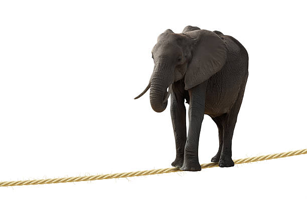 istock Elephant balancing on a clothes line isolated on white 2234138924