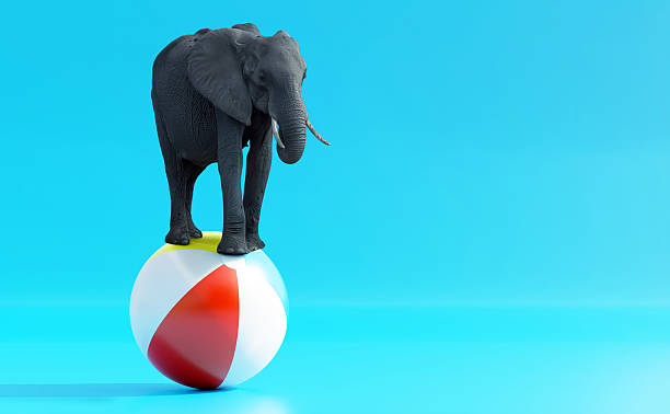 istock Elephant balancing on a colorful stripe beach ball on blue background 2234138927