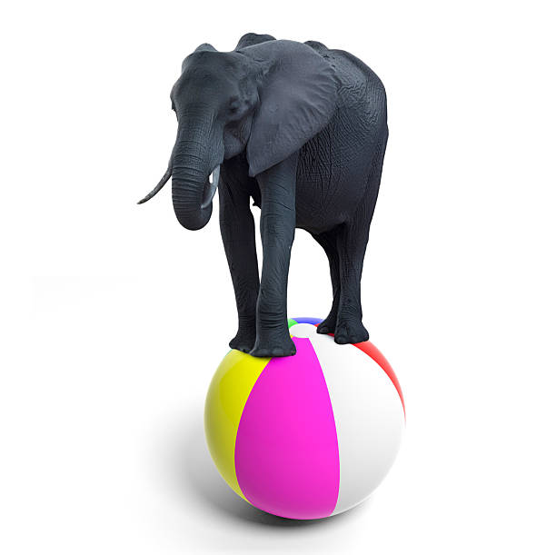 istock Elephant balancing on a colorful beach ball, isolated on white. 2234138928