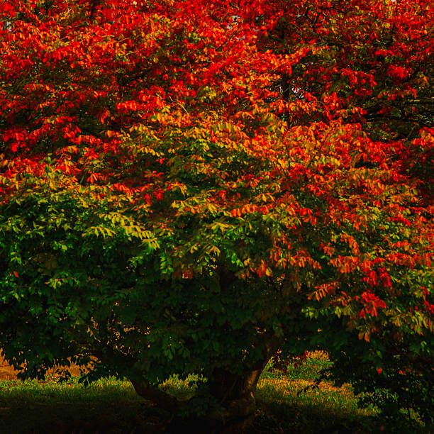 Large old copper beech trees in a row