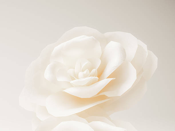 istock White rose with soft petals on a gentle beige background, showcasing delicate details. 2234140845