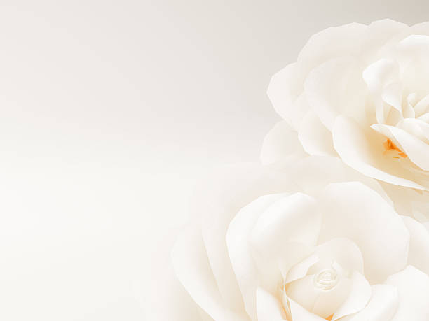 A beautiful white rose blooming on a light, smooth beige background, highlighting its petals.