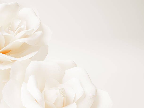 istock Fresh white rose against a soft, warm backdrop, capturing the elegance of nature. 2234140854