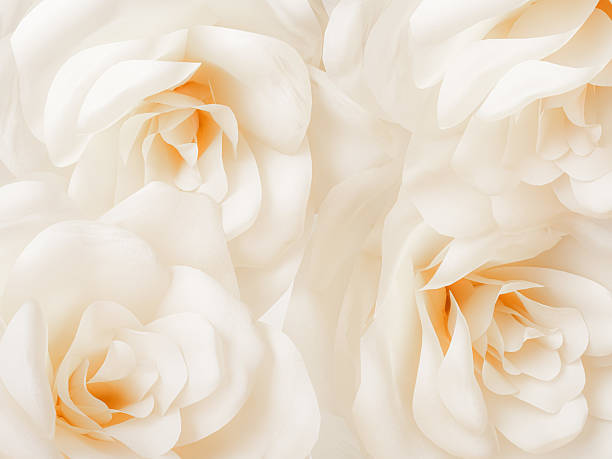 istock A pair of white roses with subtle orange centers, showcasing pure elegance and simplicity. 2234140858