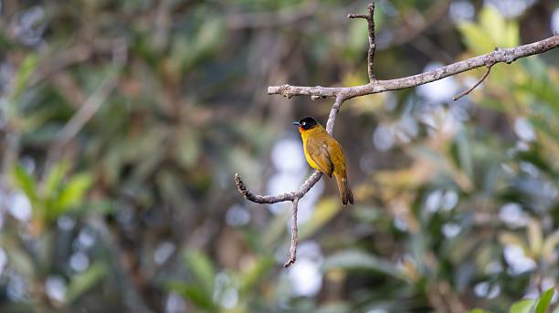 istock Flame-throated Bulbul on a branch 2234141338