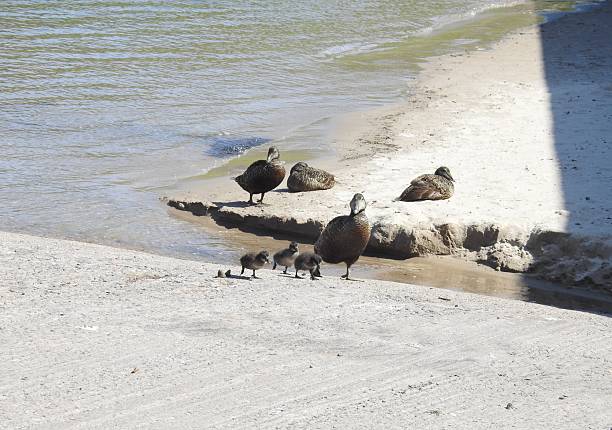 Mallard momma duck leading the family and swims with her young ducklings on river water in nature. (mother's day concept)