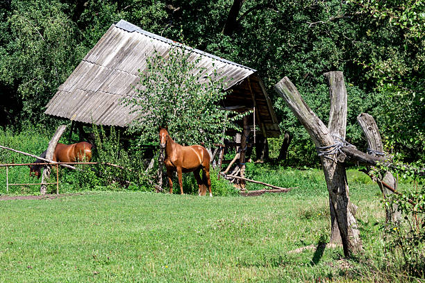 A white horse, against the backdrop of a house on a hill.