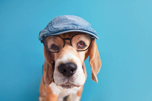 funny beagle dog head with glasses looking
