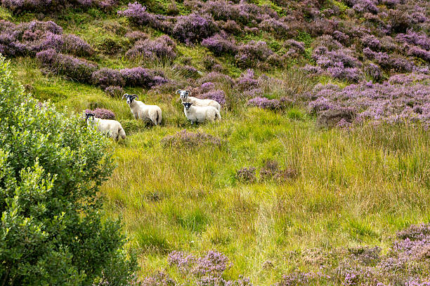 istock Scottish Highlands, Scotland, UK 2234143383