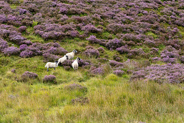 istock Scottish Highlands, Scotland, UK 2234143384